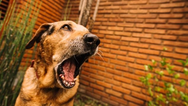 Perro, animales, mascotas
