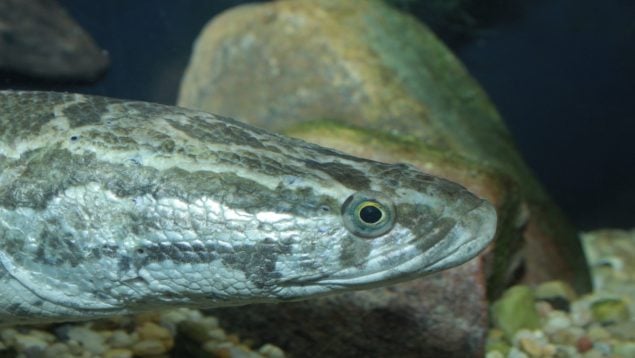 Pez, especie invasora, peces, animales
