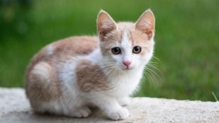 Gato