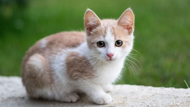 Gato
