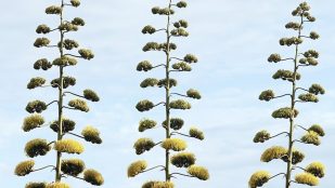 Agave americana, planta, especies invasoras