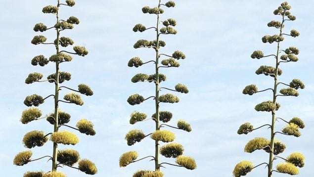 Agave americana, planta, especies invasoras