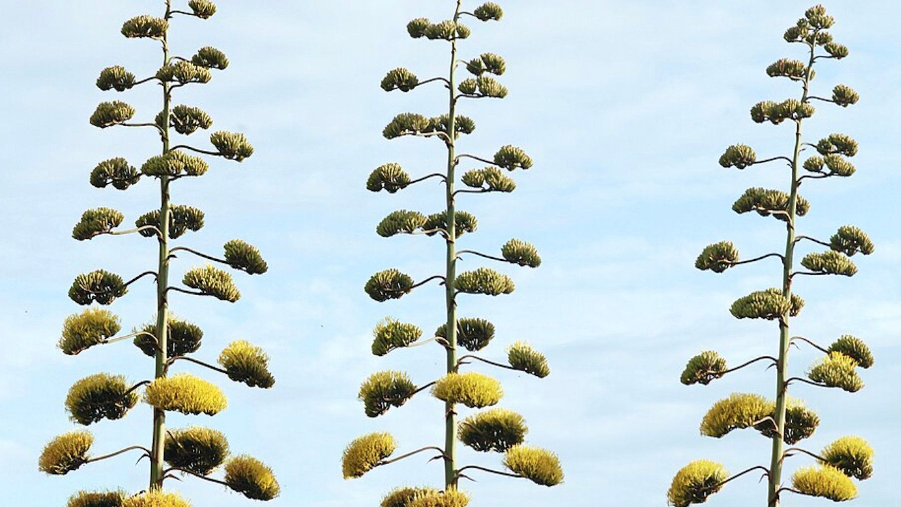 Agave americana. Imagen: Alvesgaspar.