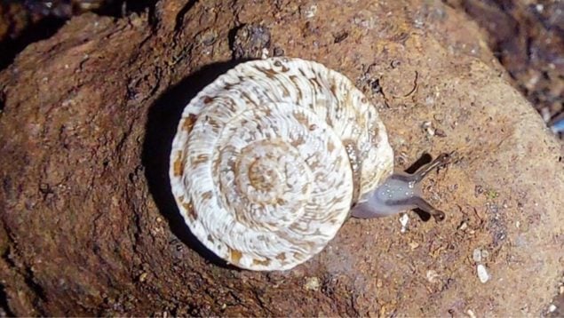 Caracol, animal, especies amenazadas