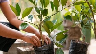 Hojas de las plantas