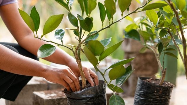 Hojas de las plantas
