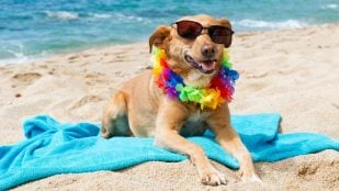 Playas para perros