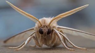 Polilla