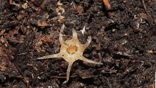 Relictithismia kimotsukiensis, planta, plantas, descubrimiento