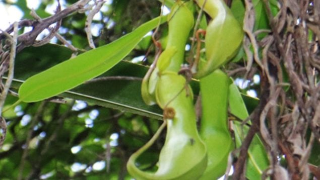 Planta, flora, curiosidades, Filipinas