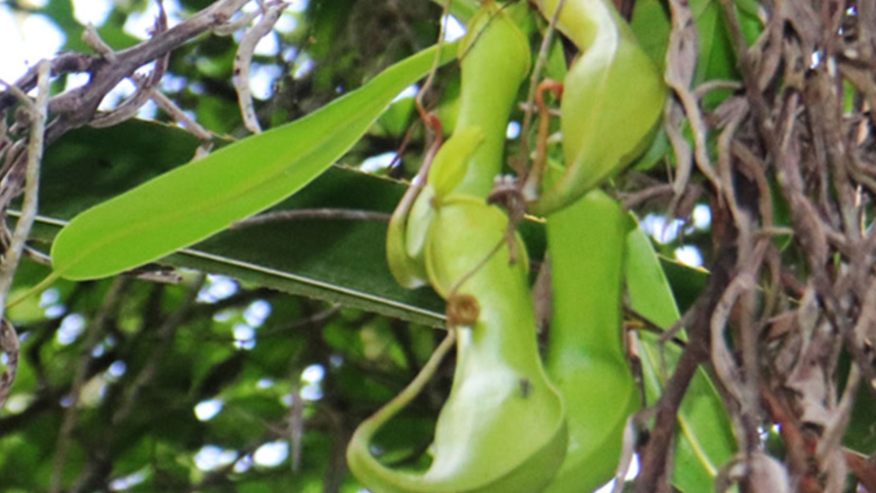 Nepenthes higaonon. Foto: Revista Phytotaxa