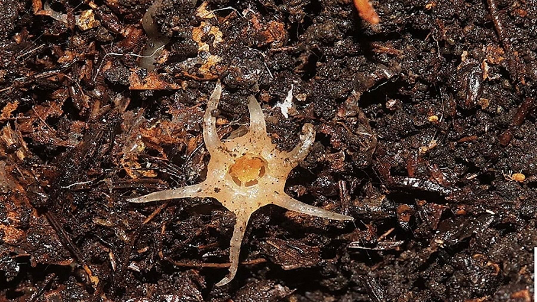 Relictithismia kimotsukiensis. Imagen: Kenji Suetsugu.