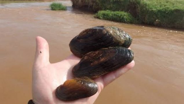 Almeja, animales, moluscos, curiosidades