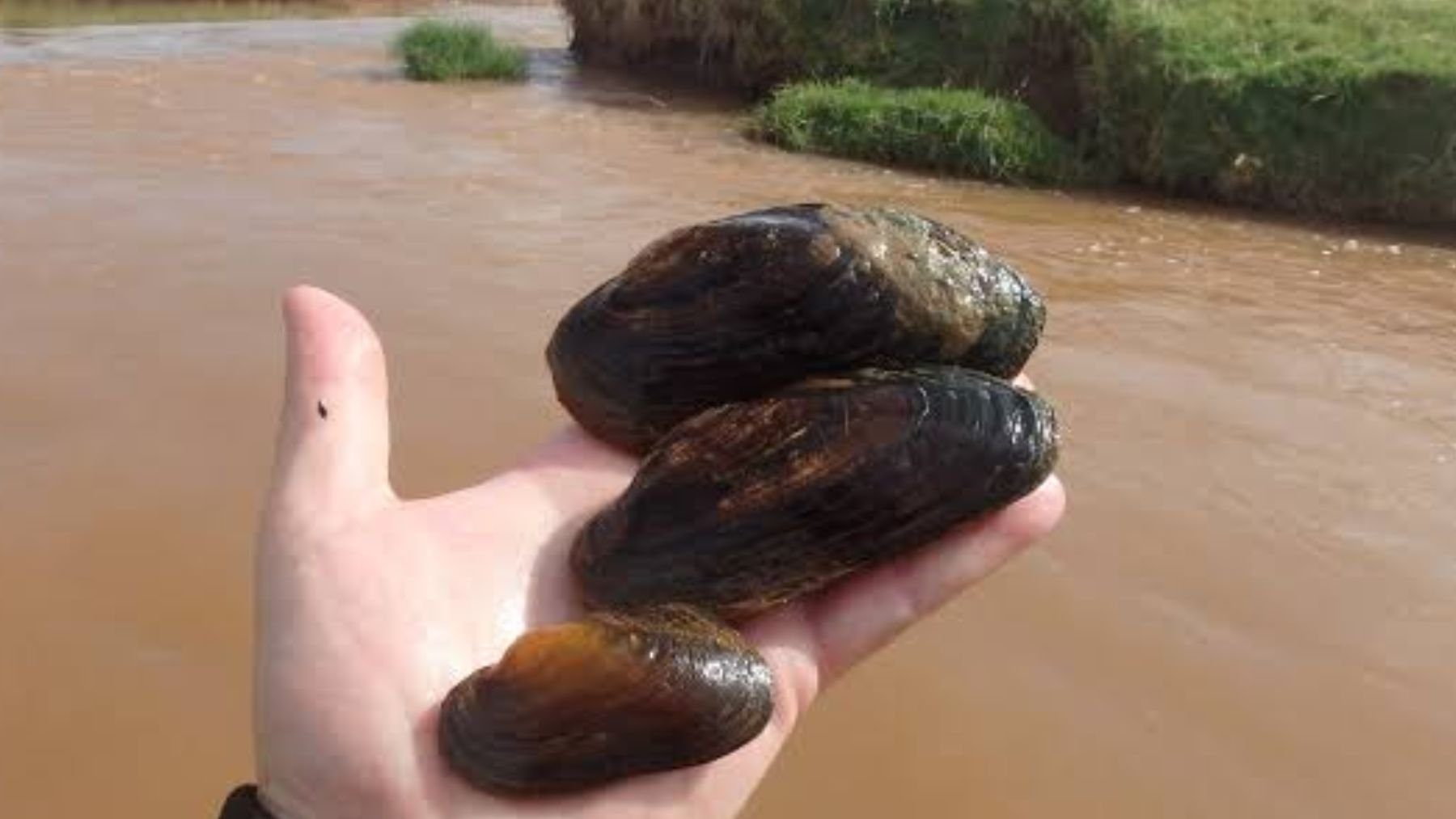 Margaritifera auricularia. Foto: Sociedad Portuguesa de Vida Salvagem
