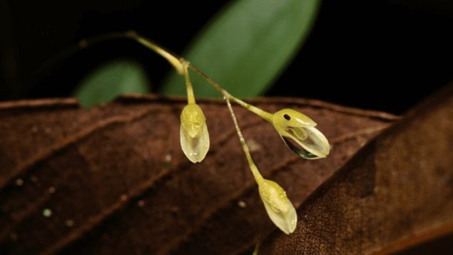 Descubrimiento en Perú de una orquídea diminuta, orquídea con flor diminuta, descubrimiento de orquídeas en Amazonía Peruana, hallazgo científico increíble, botánica de Perú.