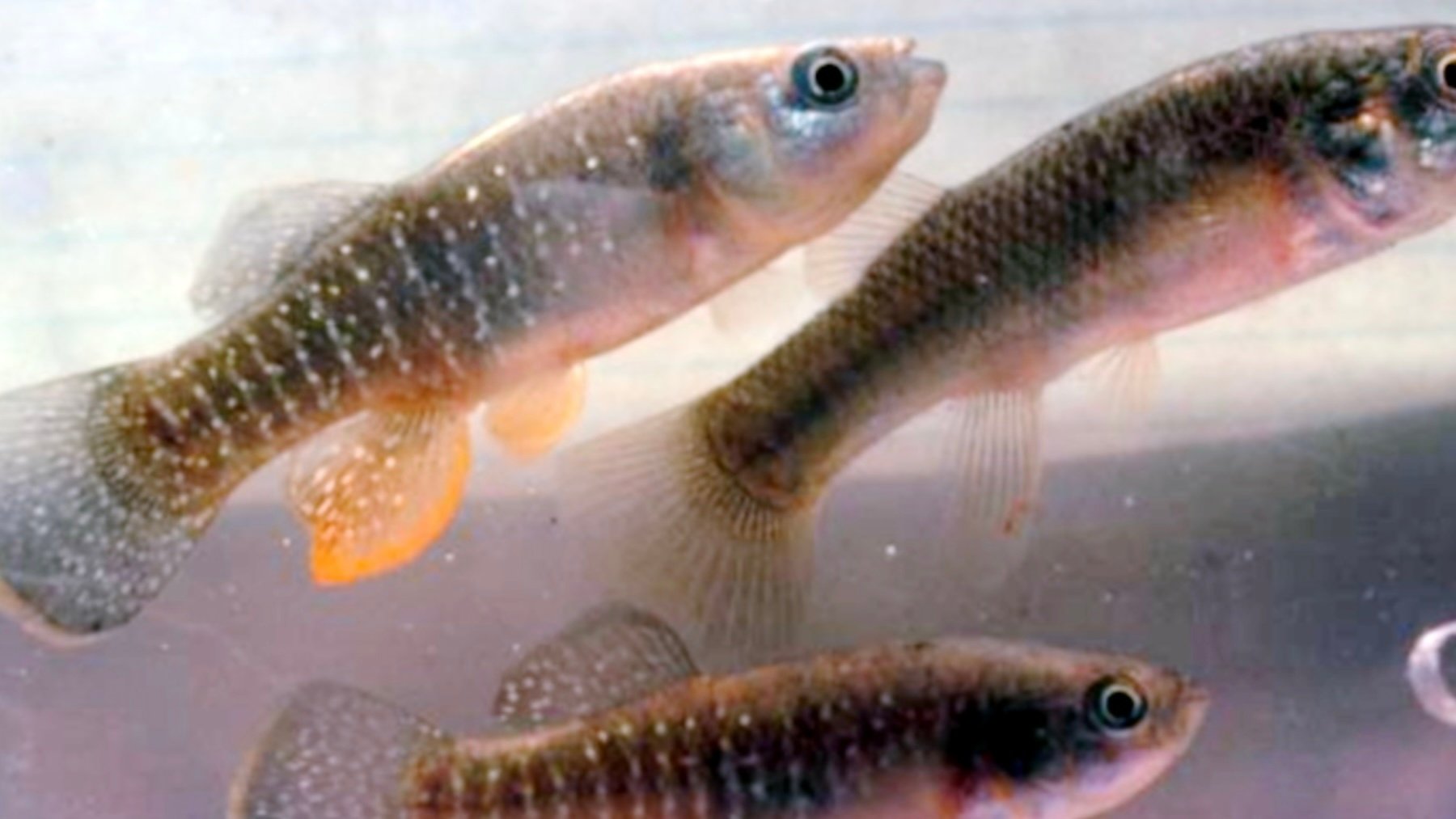 Fundulus heteroclitus. Imagen: NOAA.