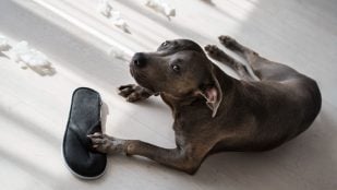 Perro, animales, mascotas