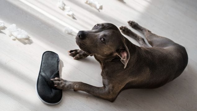 Perro, animales, mascotas