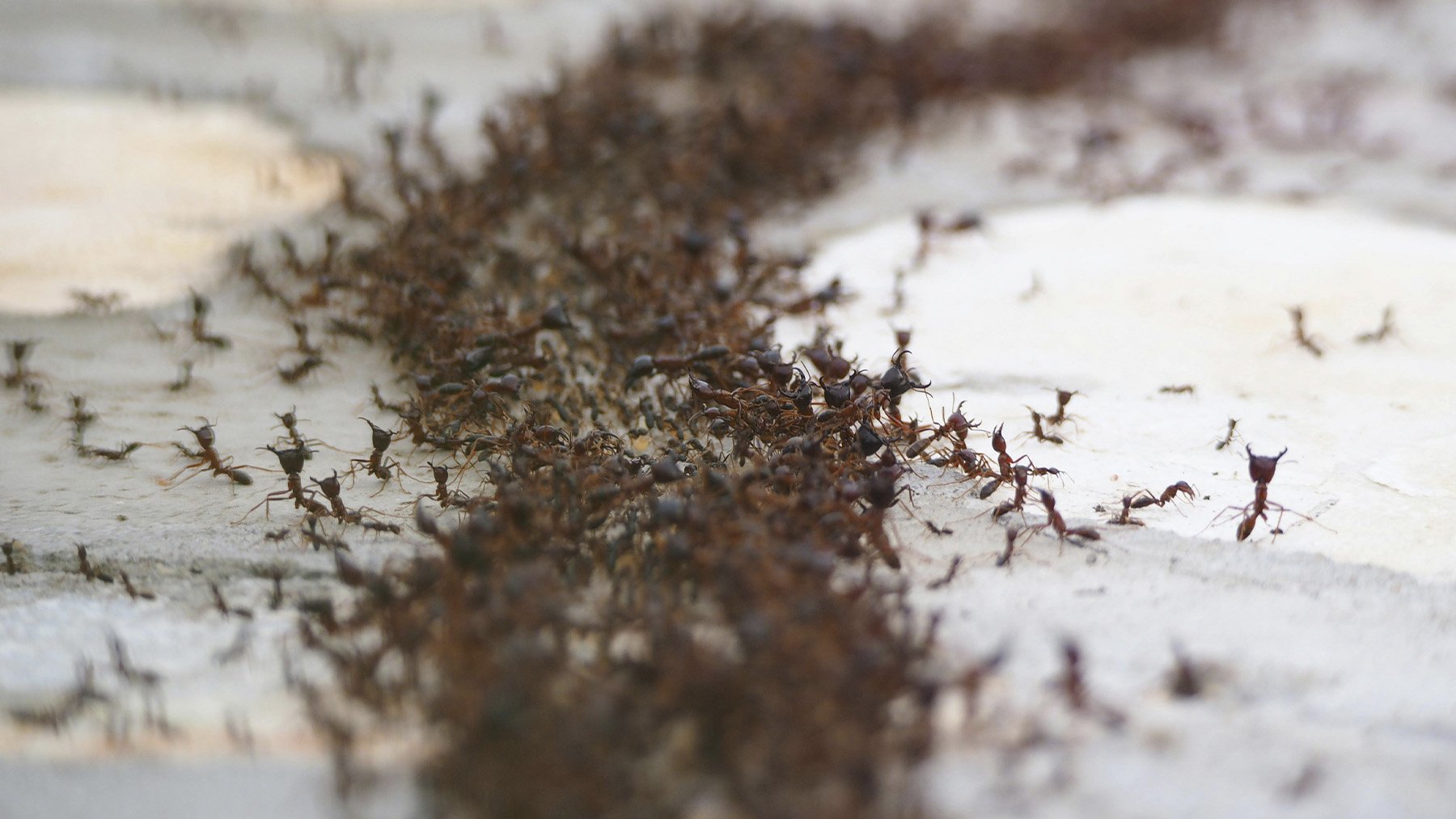 Plaga de hormigas rojas. Foto: Pexels.