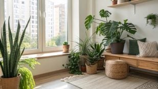 Plantas de interior, feng shui, curiosidades