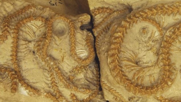Serpiente, animales, descubrimientos