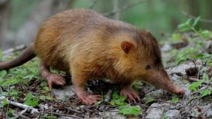 Animales, mamíferos, curiosidades