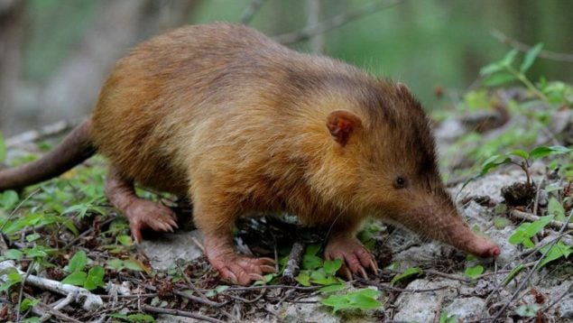 Animales, mamíferos, curiosidades