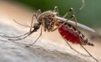 Mosquito, plantas, curiosidades