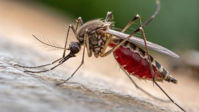 Mosquito, plantas, curiosidades
