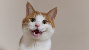 Gato solo en casa