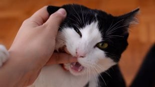 Gato