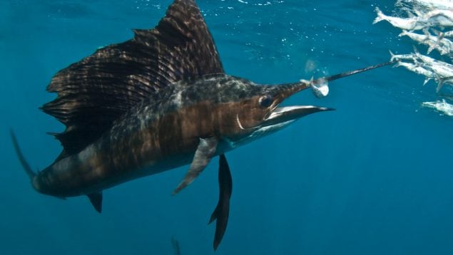 Pez vela cerca de Cádiz, pez más rápido el mundo en España, cuál es el pez más rápido de la Tierra, pez vela en Andalucía.