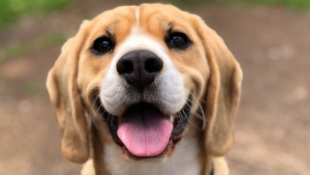 Perro