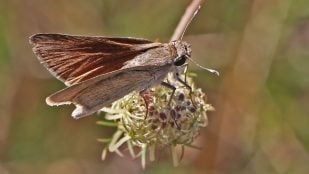 Mariposa veloz balear, mariposa rara que sólo existe en Baleares, animales raros de España, animales que sólo existen en España, mariposa veloz curiosa, especie amenazada en España.