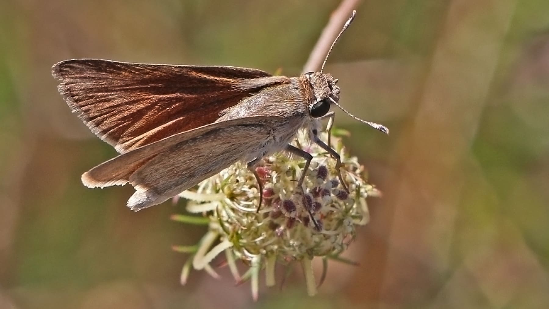Mariposa veloz. Foto: Charles J. Sharp.