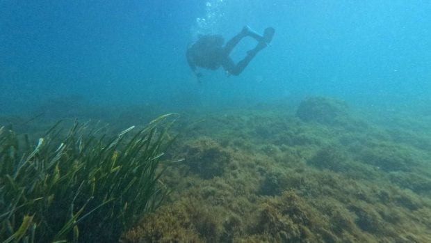 posidonia oeanica
