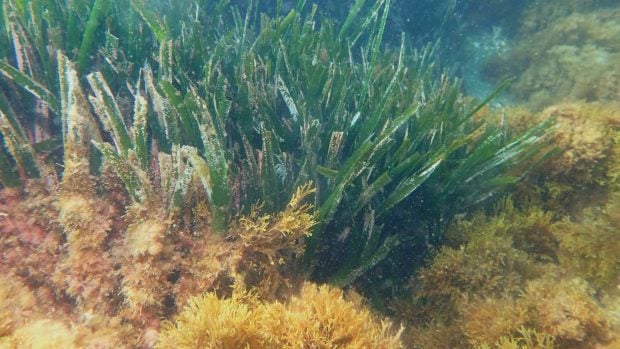 Posidonia y alga invasora asiática