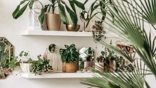 Las plantas de interior