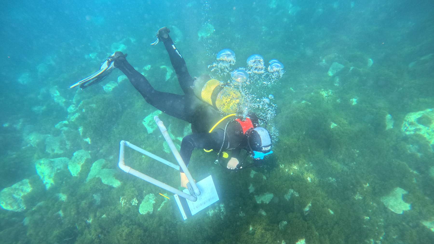 Trabajo de campo para realizar el estudio Bosques Sumergidos de Mares Circulares.
