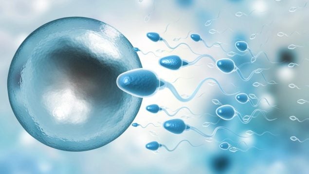microplásticos esperma y ovarios fertilidad