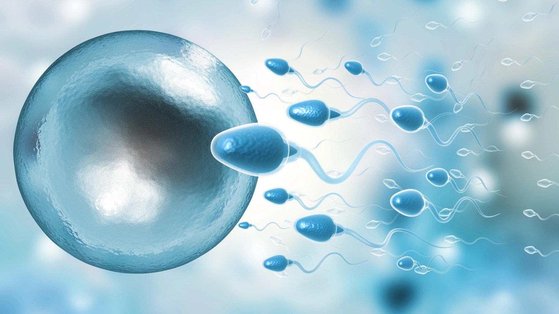 Sistema reproductivo donde se han observado microplásticos.