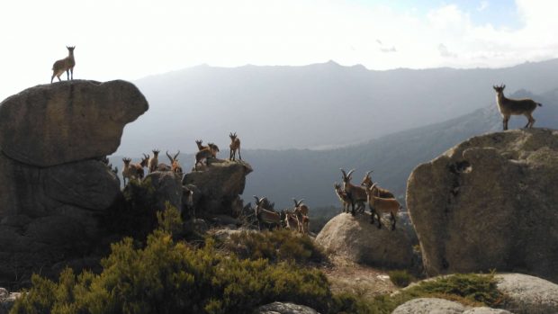 Cabras montesas