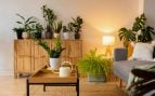 Planta, flora, curiosidades