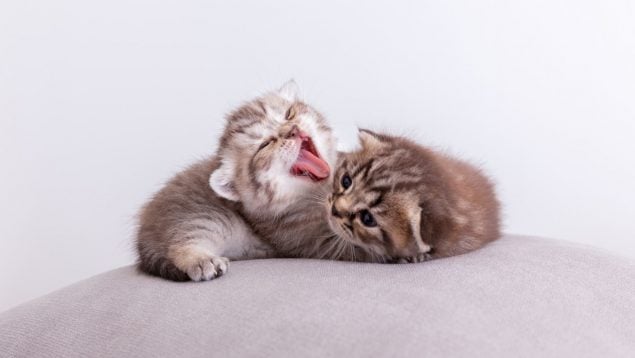 Gatos, curiosidades, animales