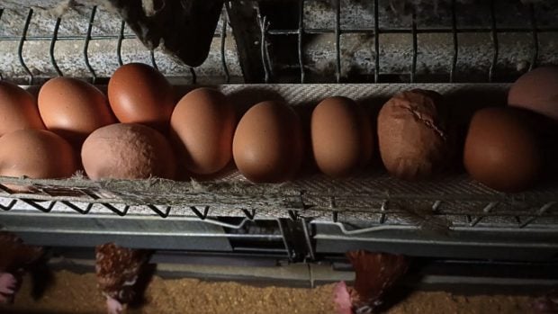 huevos macrogranja gallinas Llucmajor