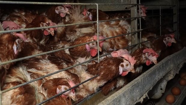 gallinas enjauladas desplumadas macrogranja Llucmajor