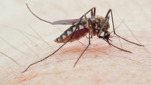 Colores y mosquitos