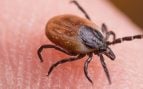 Garrapata Alemania bailarina
