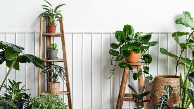 Planta, flora, curiosidades