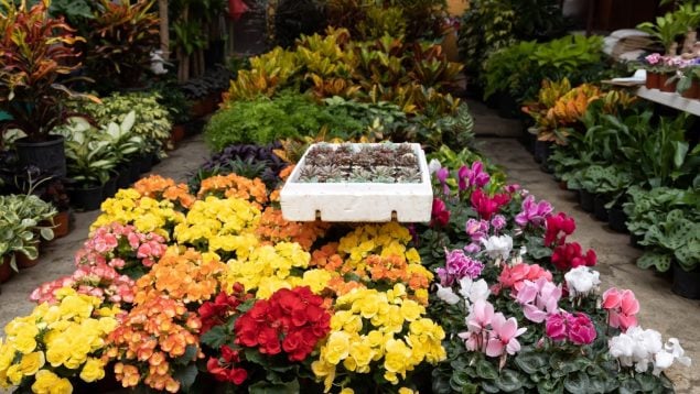 Vivero en Madrid